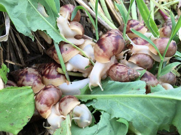 蜗牛在农业生产上是( )。