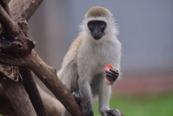 攀高枝头打一生肖