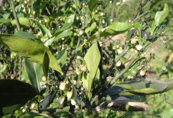 树脂大戟是什么植物?为什么它比朝天椒还辣?它能不能食用?