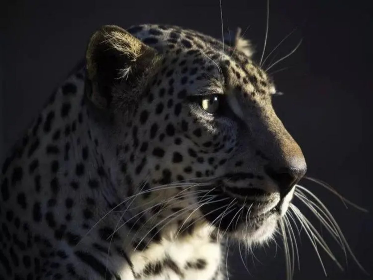 十大最强豹子排名