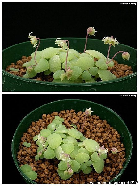 银富鳞的形态特征