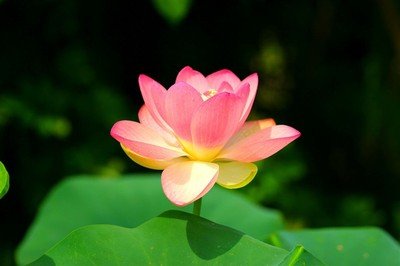 现世安稳的意思是什么？