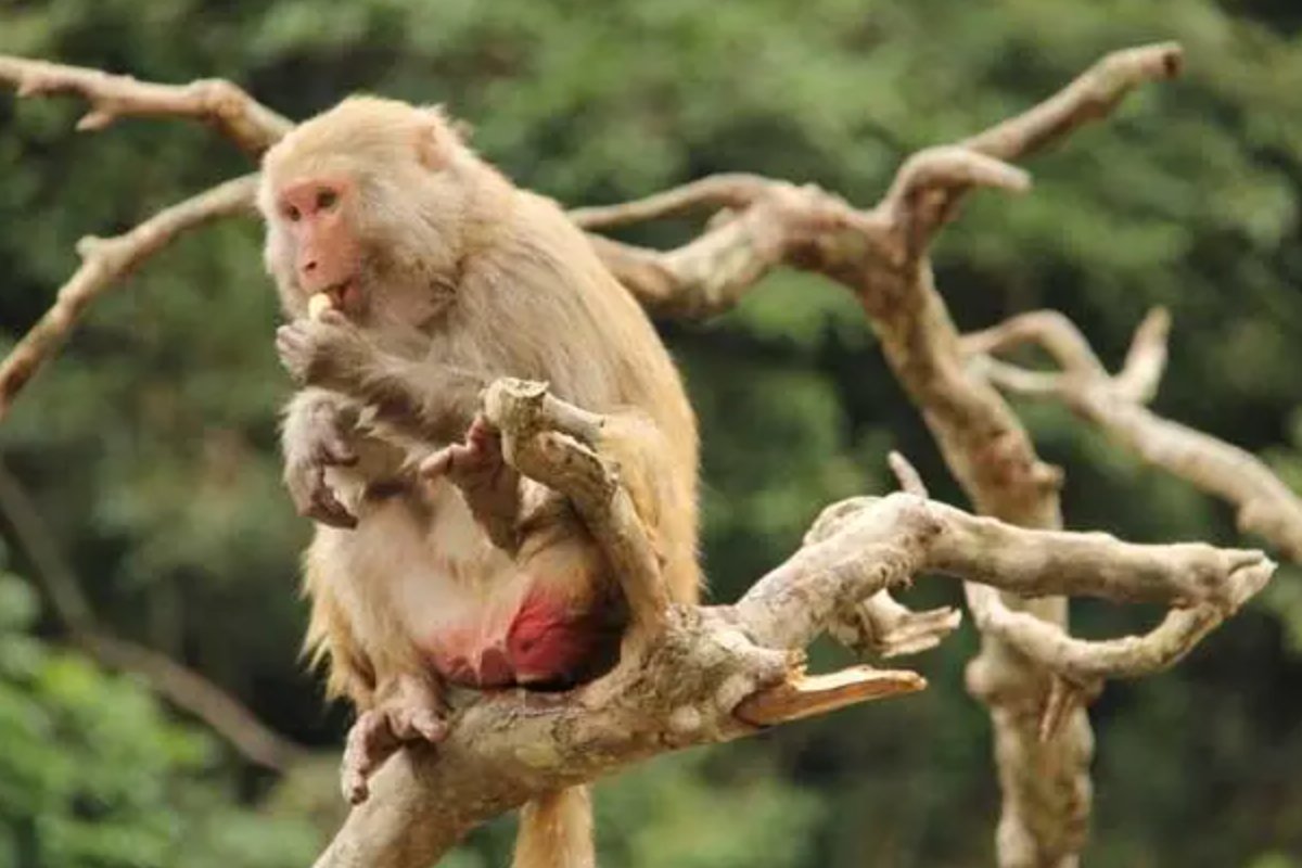 无精打采是什么生肖