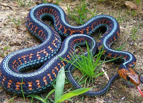 佛口蛇心打一生肖