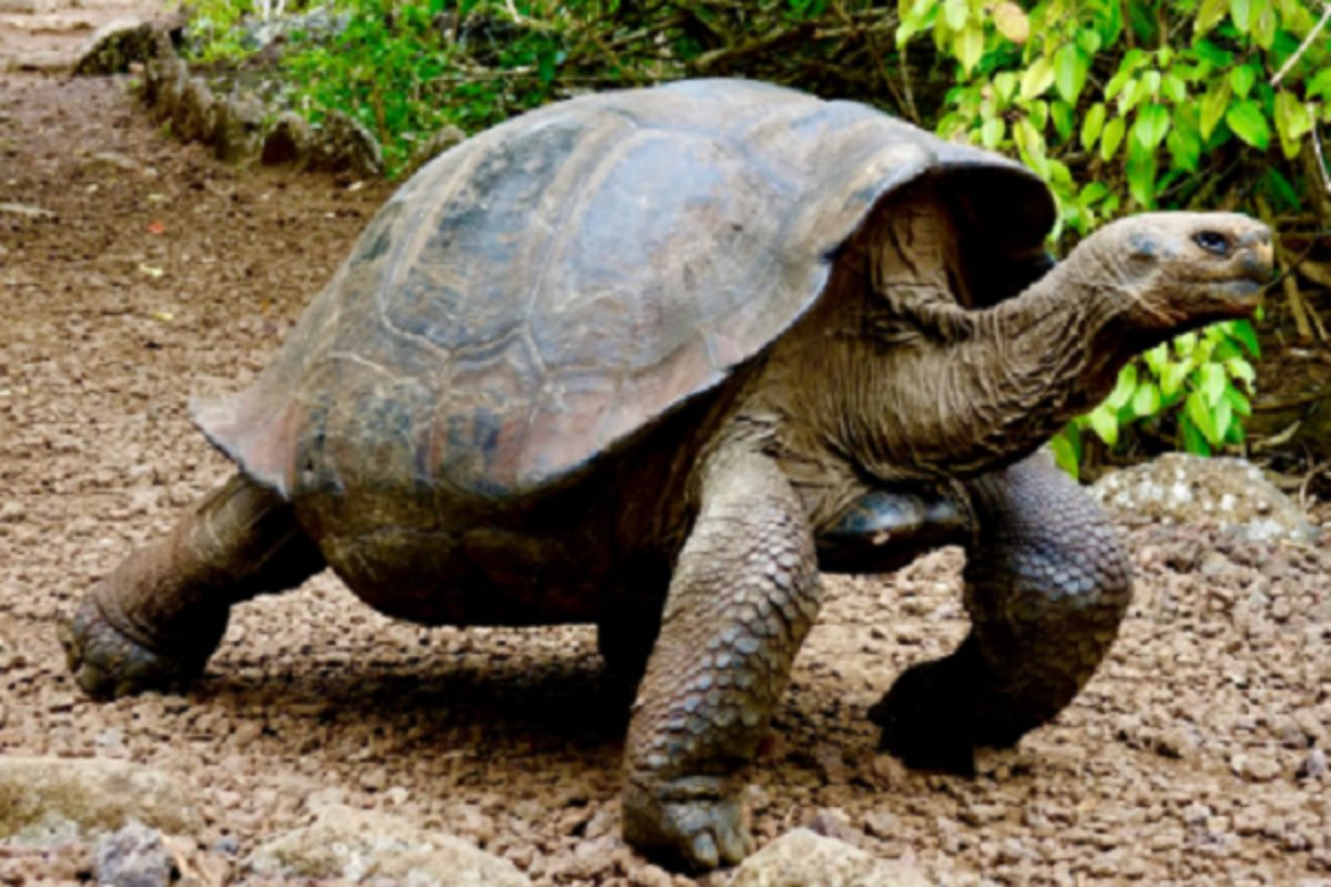 金钱龟的价格？