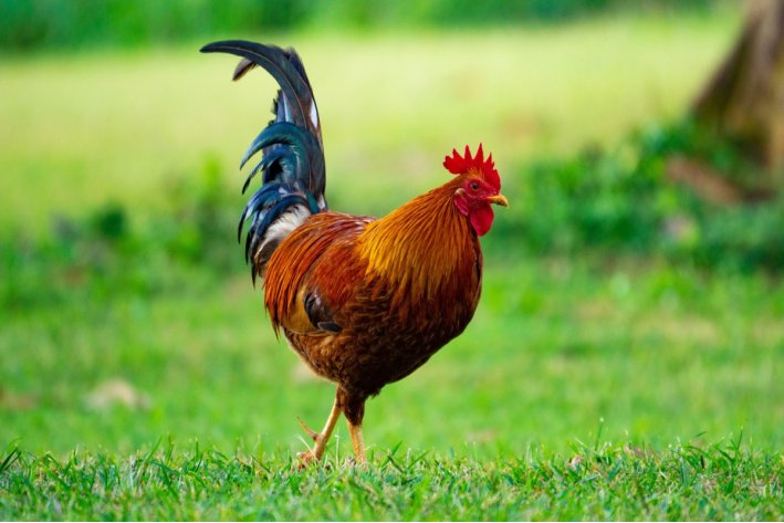 净几明窗的生肖正确答案