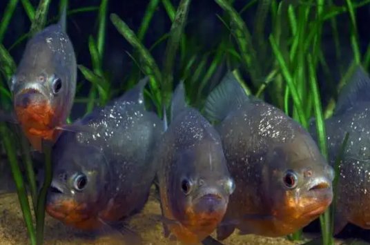 食人鱼最怕什么东西