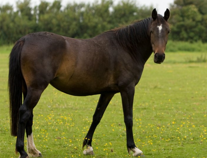 穿针走线打一生肖动物