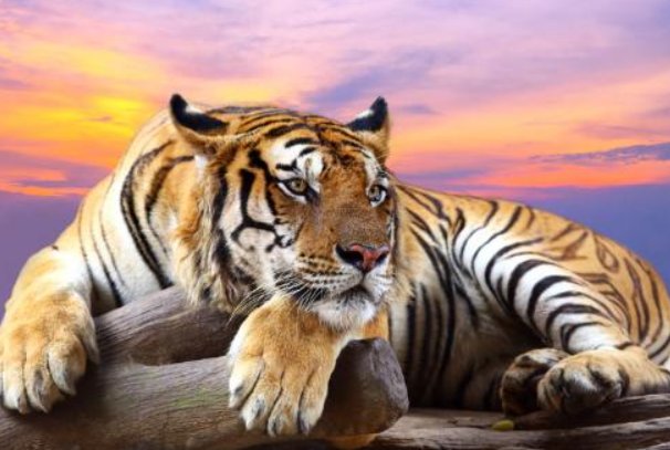 貌不惊人打一正确生肖