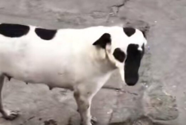 海盗狗是什么梗呢?