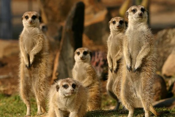 动物的基本权利可以分为