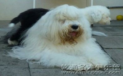 乾通名犬俱乐部的企业宗旨