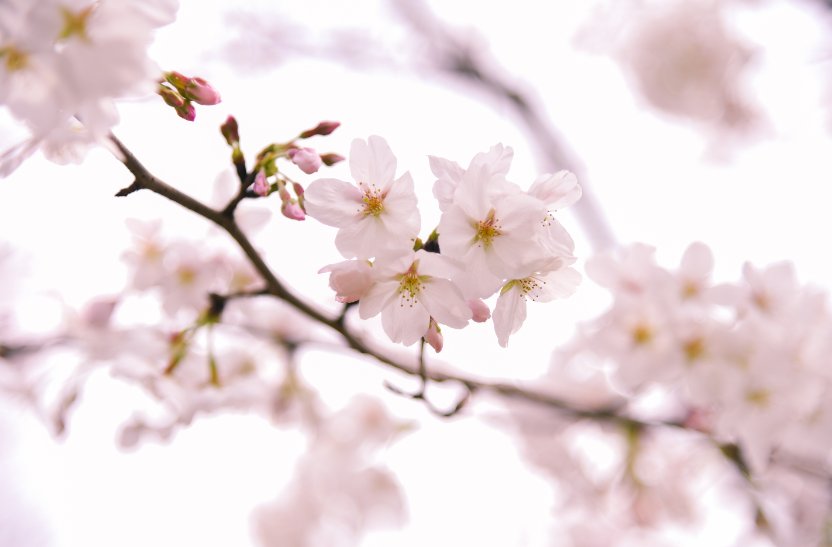 白色乳息樱花未增删带翻译风车