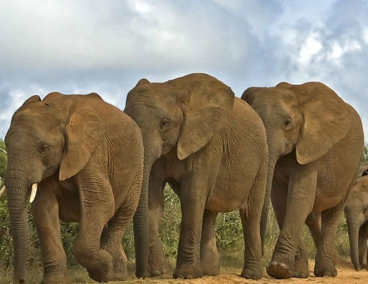 大象是什么动物