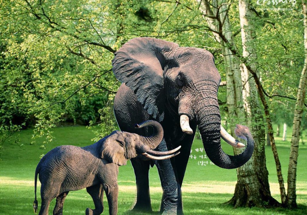 “大象”怎么读？