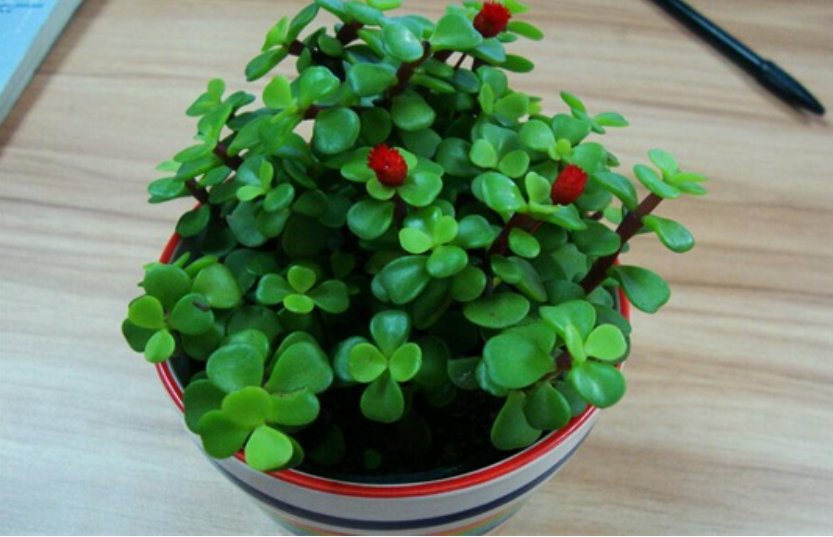 我的一盆金枝玉叶换盆之后为什么掉叶子？我该怎么办？