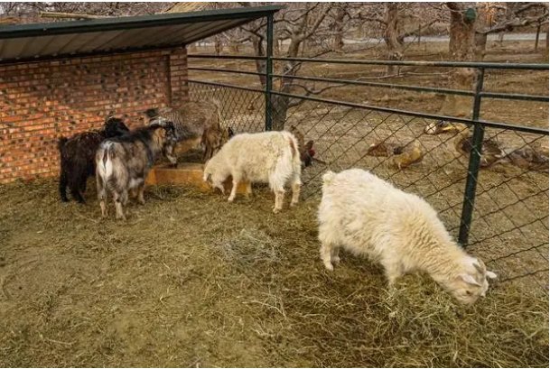 炭疽怎么读什么意思