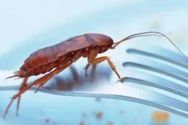 偷油婆是什么意思？