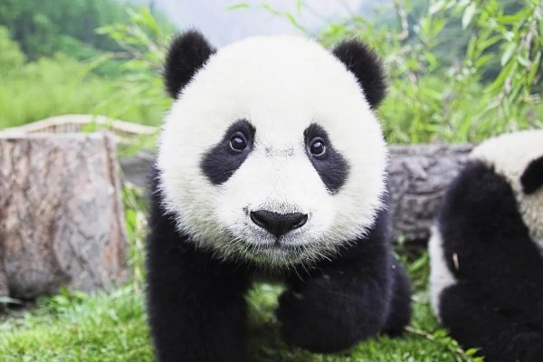 基地有哪些熊猫家族？