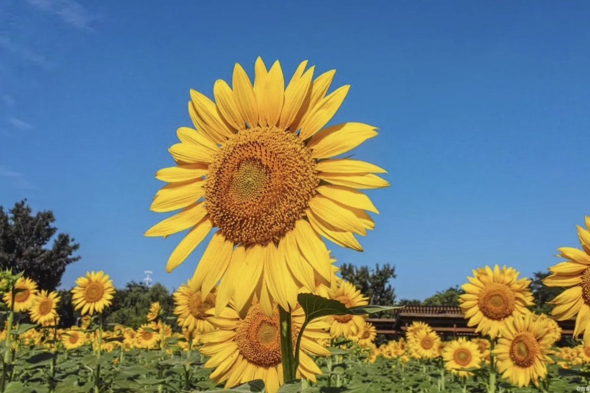 高考向日葵是什么意思