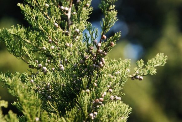 树脂大戟是什么植物?为什么它比朝天椒还辣?它能不能食用?