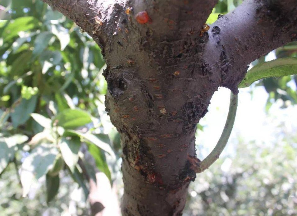 树脂大戟是什么植物?为什么它比朝天椒还辣?它能不能食用?