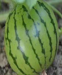 西瓜植物妈妈有办法仿写