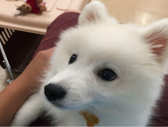 颜值最高的狐狸品种有哪些