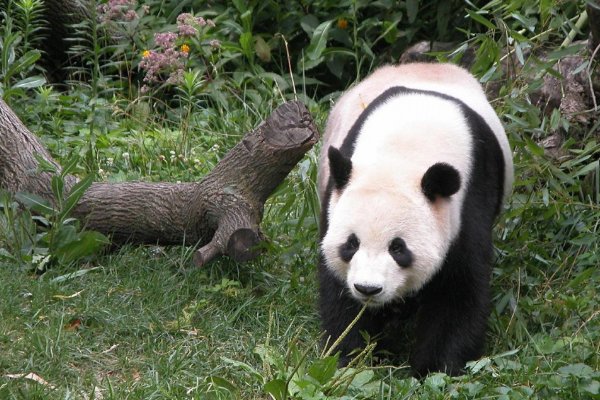 基地有哪些熊猫家族？