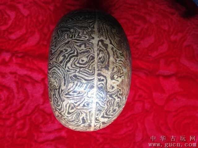 胎角的胎角的初步认识