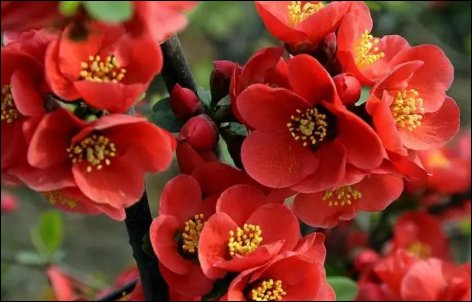 家里养海棠花为什么不吉利