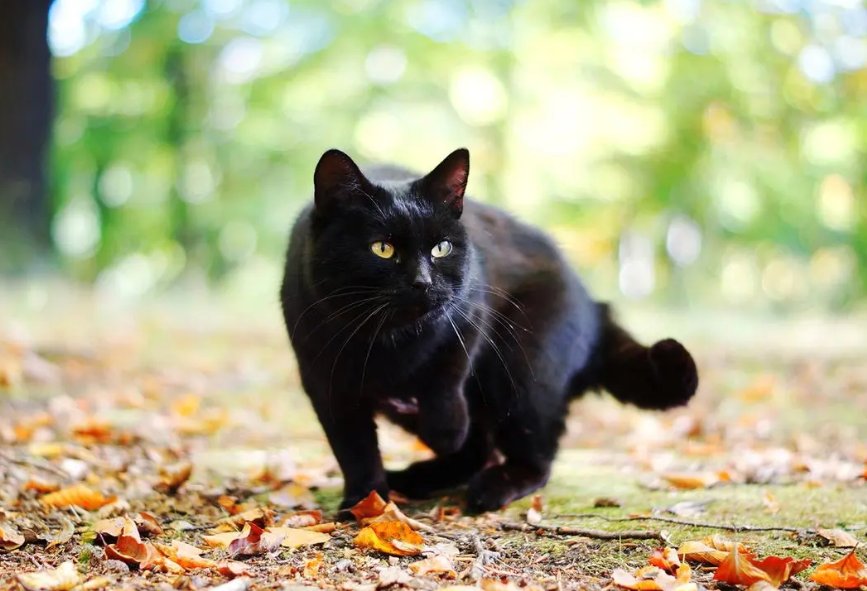 我的黑猫男友全未增删带翻译