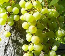 西瓜植物妈妈有办法仿写