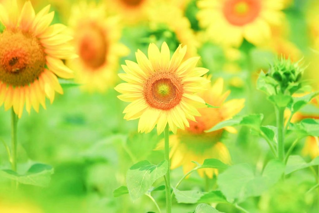 现在学什么技术有前途？