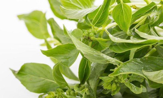 香草味是什么味道？