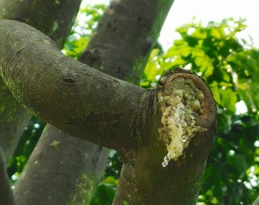 树脂大戟是什么植物?为什么它比朝天椒还辣?它能不能食用?