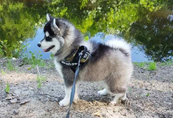 博士奇是什么狗？