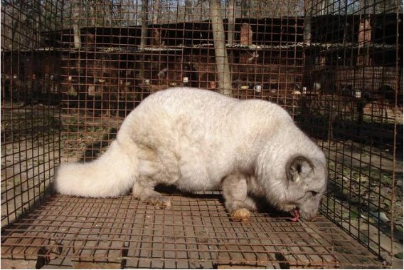 颜值最高的狐狸品种有哪些