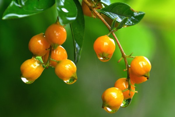 秋天的雨仿写把颜色给了谁