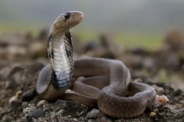 农村十大毒蛇排名