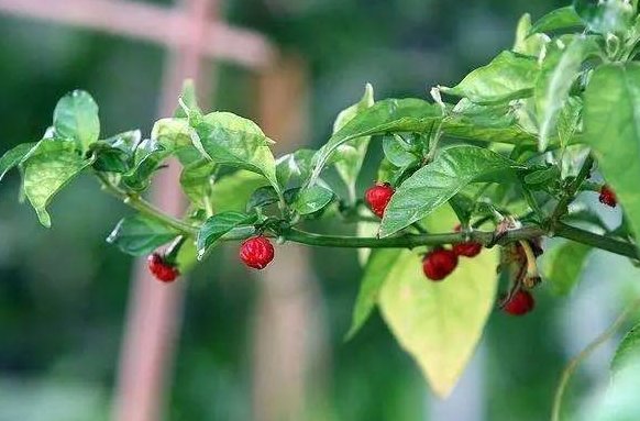 树脂大戟是什么植物?为什么它比朝天椒还辣?它能不能食用?