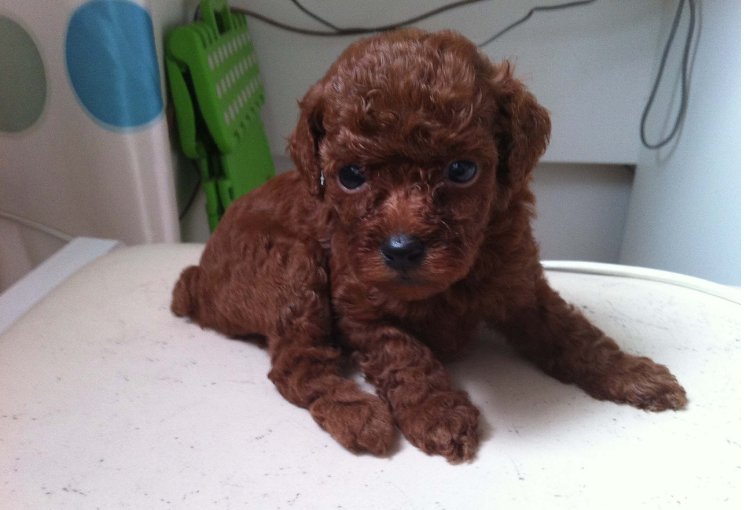 泰迪被称为“色狗”，它真的每时每刻在发情吗？