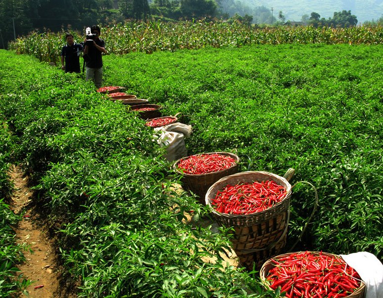 树脂大戟是什么植物?为什么它比朝天椒还辣?它能不能食用?