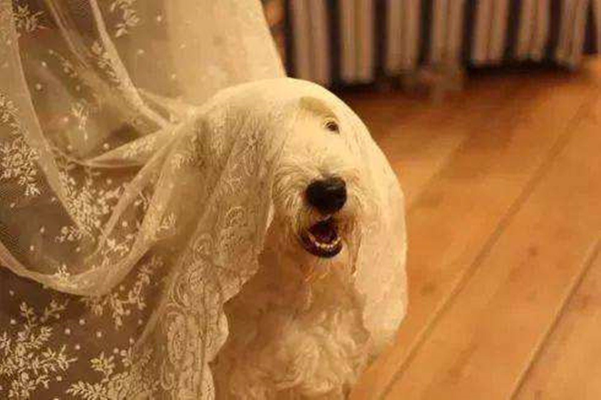 狗掀门帘——？