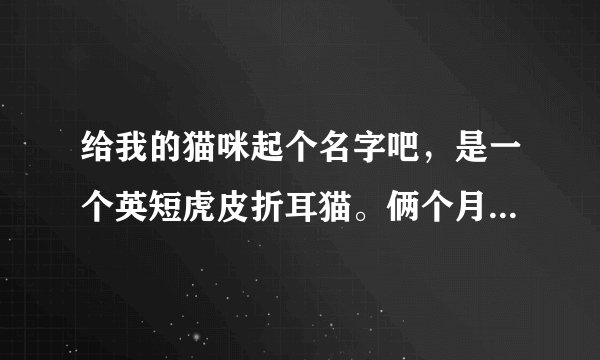 给我的猫咪起个名字吧，是一个英短虎皮折耳猫。俩个月，很可爱的。猫妈妈叫雪儿，毛色很白。