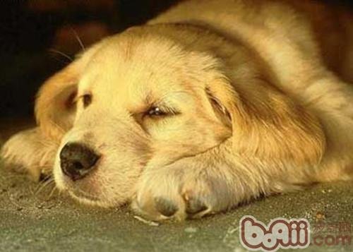 如何与初次见面的狗狗培养感情？