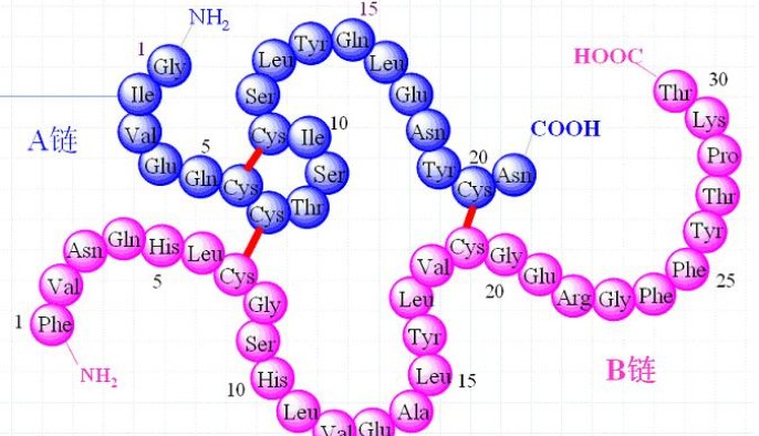 含二硫键蛋白加多少DTT