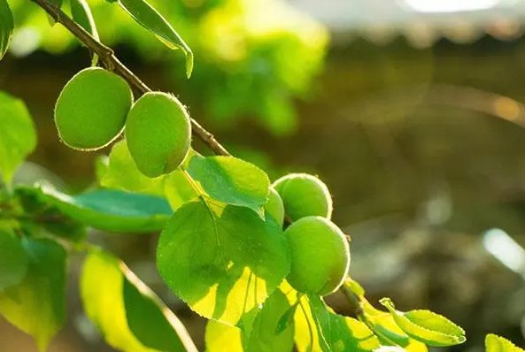 杏林春暖是谁说的