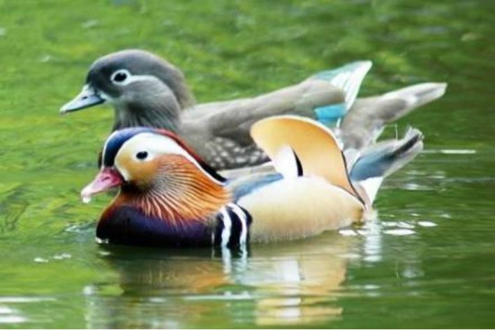 请问：鸳鸯戏水是指什么生肖的?