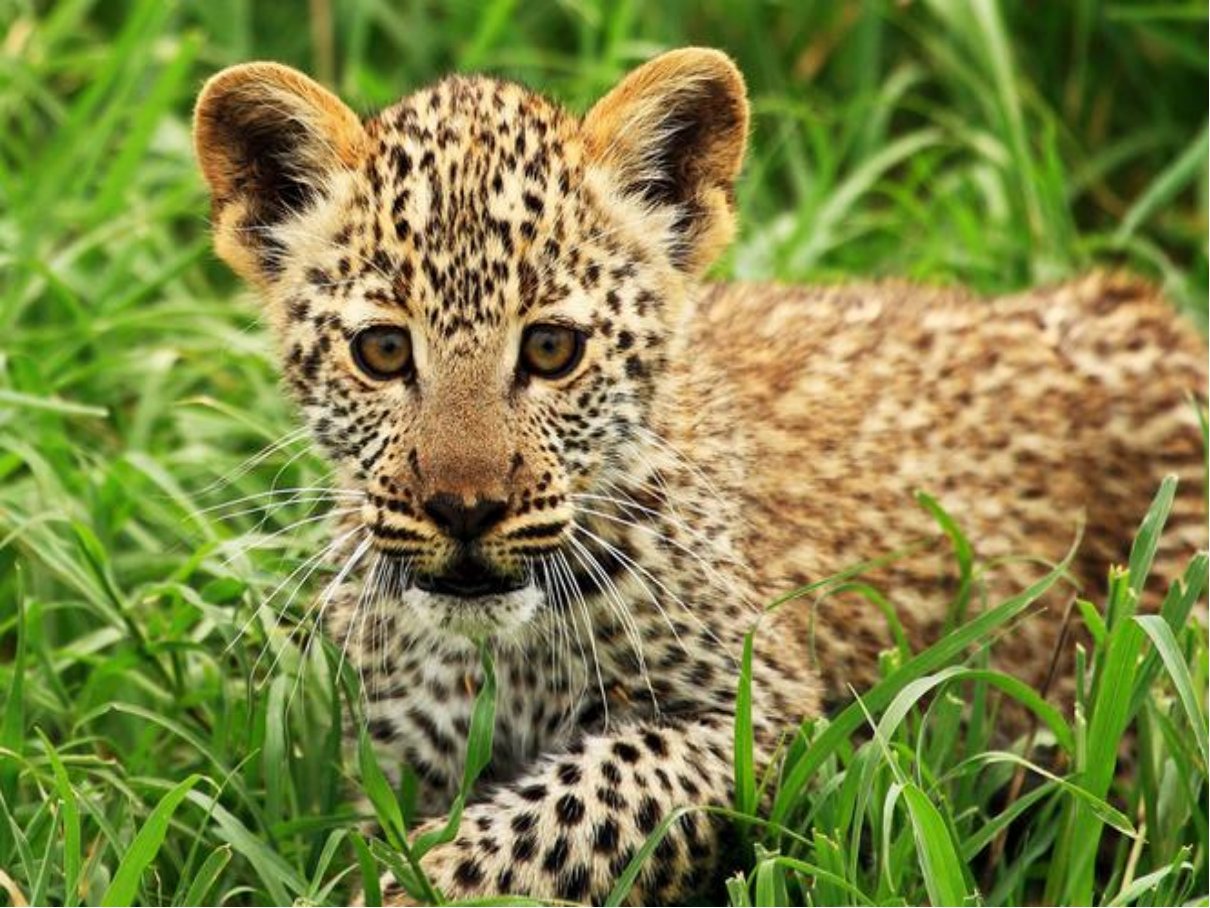 十大最强豹子排名